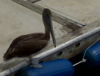 David's pelican (allegedly)